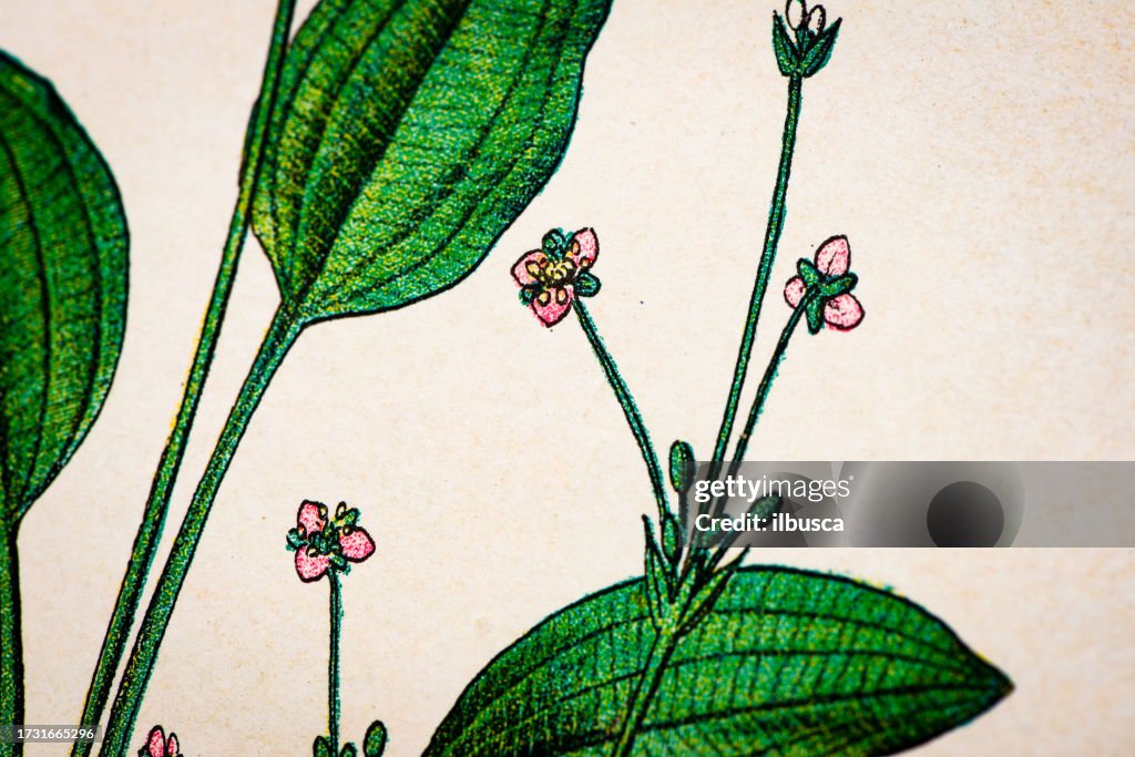 Antique botany illustration: Water Plantain, Alisma Plantago