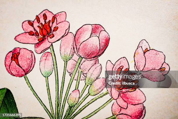 antique botany illustration: flowering rush, butomus umbellatus - umbellatus stock illustrations