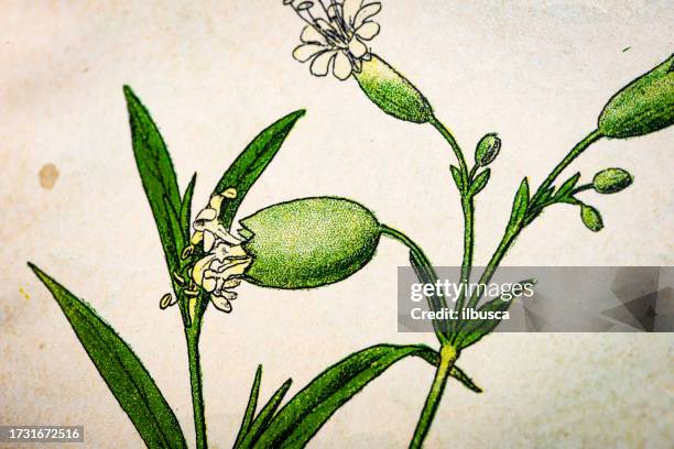 antique botany illustration: bladder campion, silene cucubalus - bladderwort stock illustrations