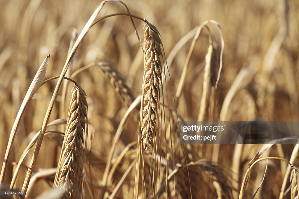 Ripe barley crop