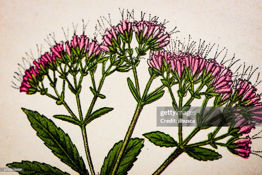 Antique botany illustration: Hemp Agrimony, Eupatorium cannabinum