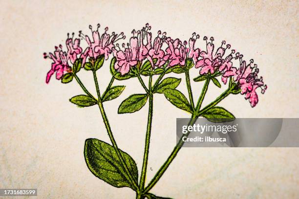 antique botany illustration: marjoram, origanum vulgare - oregano stock illustrations