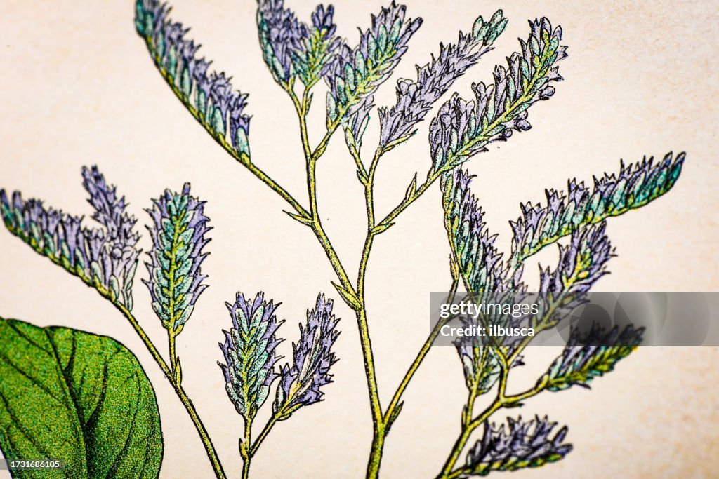 Antique botany illustration: Sea Lavender, Statice limonium