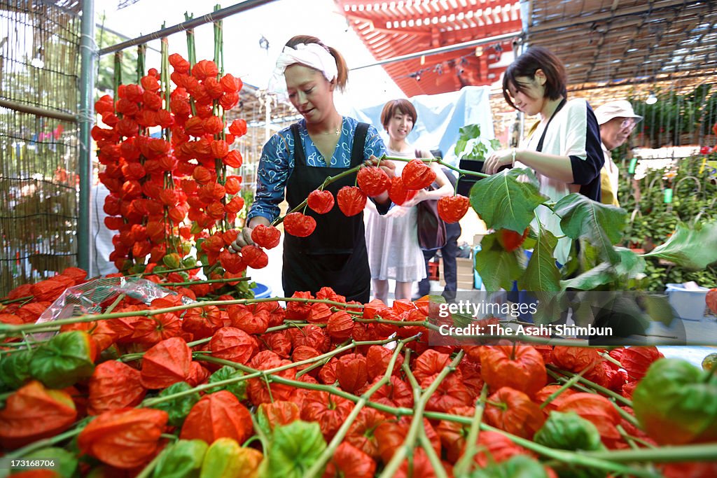 Chinese Lantern Plant Festival Begins