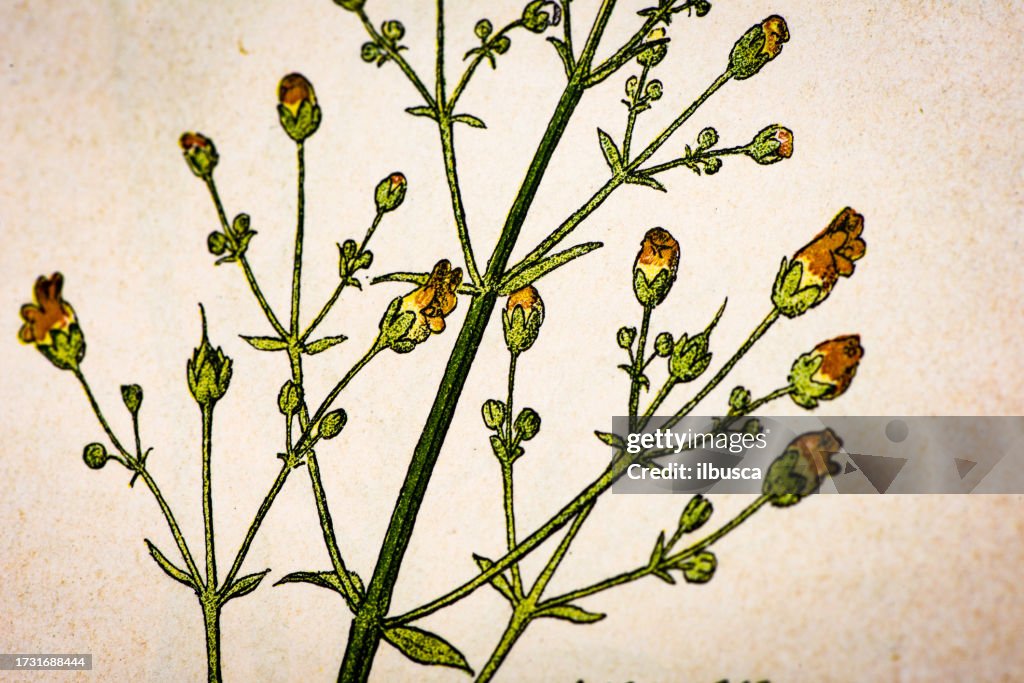 Antique botany illustration: Knotted Figwort, Scrophularia nodosa