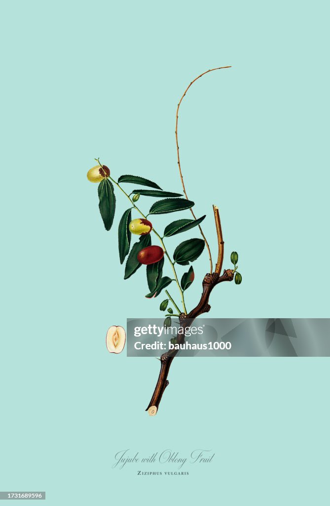 Antique Illustration, Jujuba, Botanical Illustration, Circa 1817