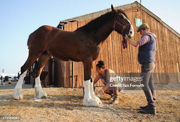 Clydesdale horse is washed before it is shown on the first day of the Great Yorkshire Show on July 9, 2013 in Harrogate, England. The Great Yorkshire...
