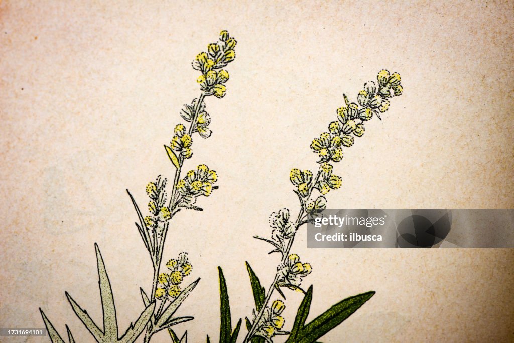 Antique botany illustration: Mugwort, Artemisia vulgaris