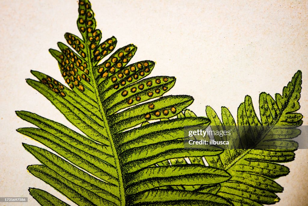 Antique botany illustration: Polypody Fern, Polypodium vulgare