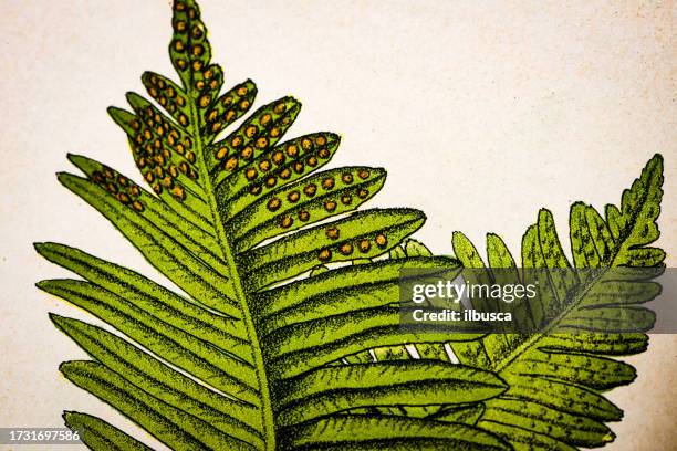 antique botany illustration: polypody fern, polypodium vulgare - polypodiaceae stock illustrations