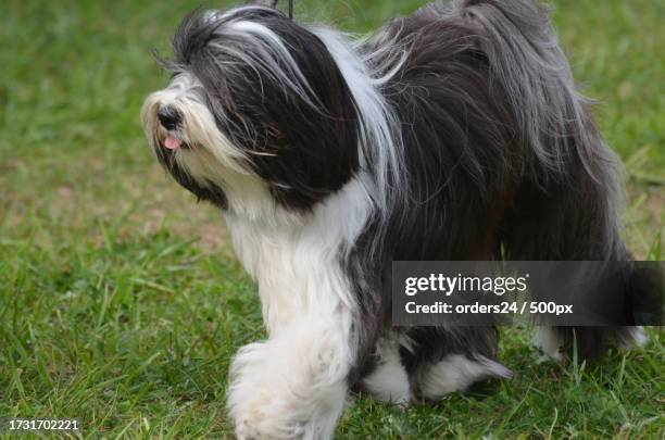 close-up of purebred lap dog on field - bobtail dog stock pictures, royalty-free photos & images