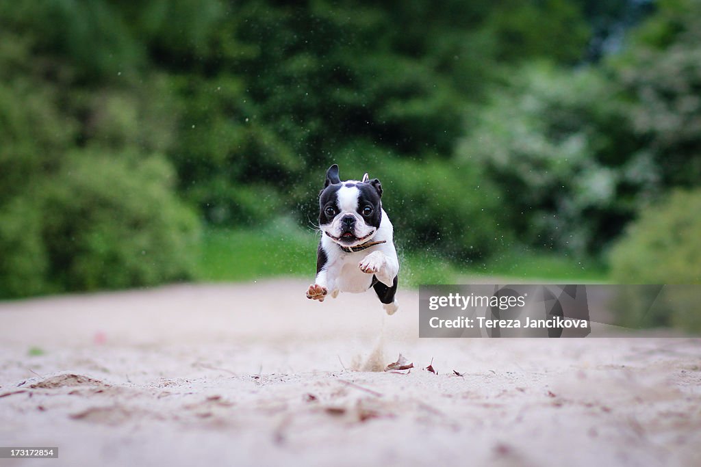 Boston terrier dog running through the sand