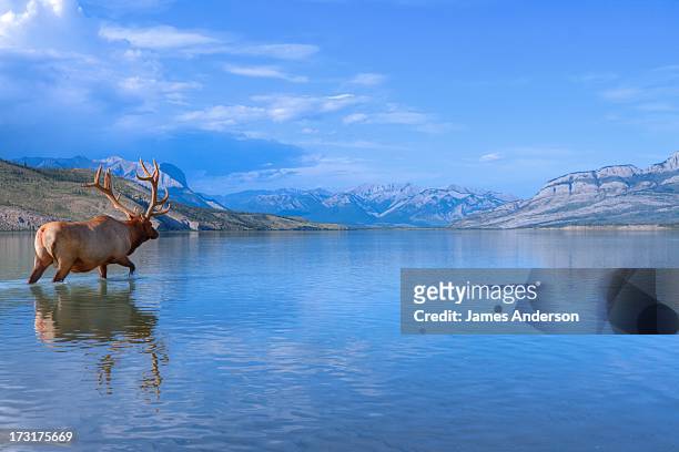 Bull Elk in Jasper Lake