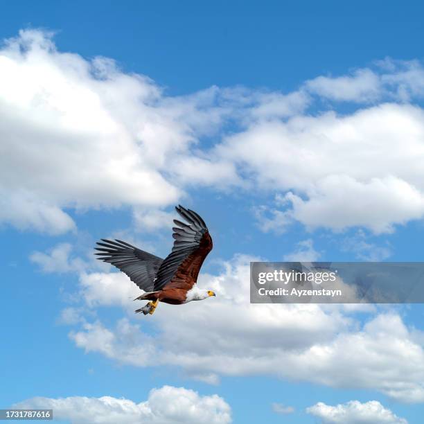 african fish eagle hunting - 海雕 個照片及圖片檔