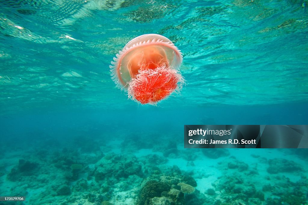Red Jellyfish