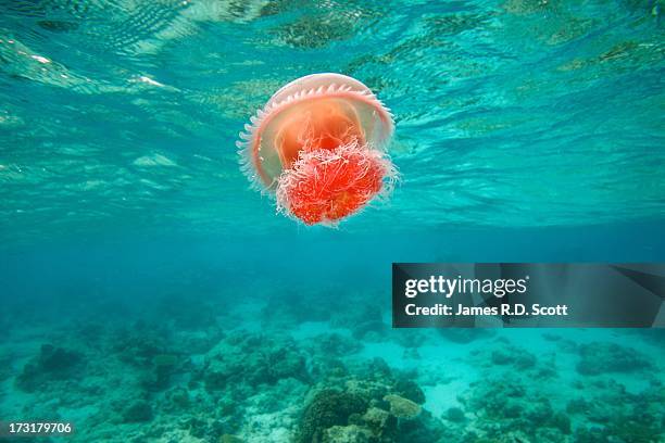 Red Jellyfish High-Res Stock Photo