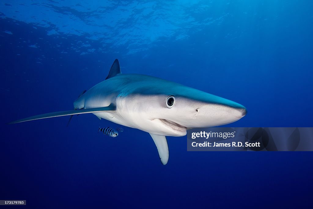 Blue shark