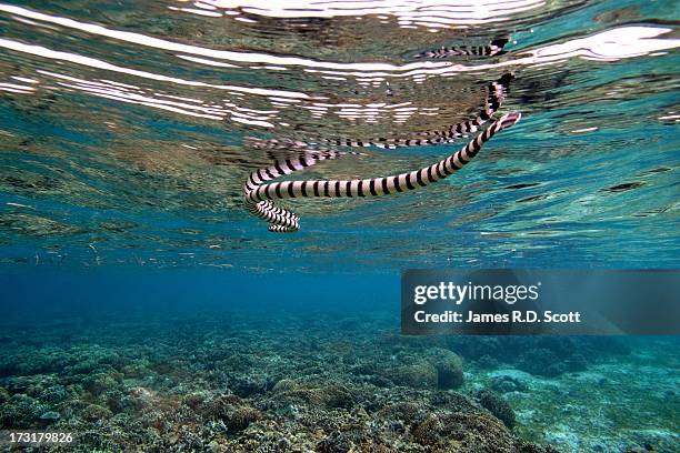 Banded Sea Snake, 照片檔