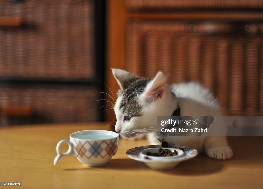 Munchkin kitten sniffing cup