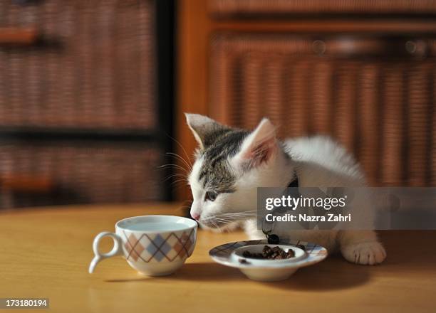 munchkin kitten sniffing cup - munchkin kitten bildbanksfoton och bilder
