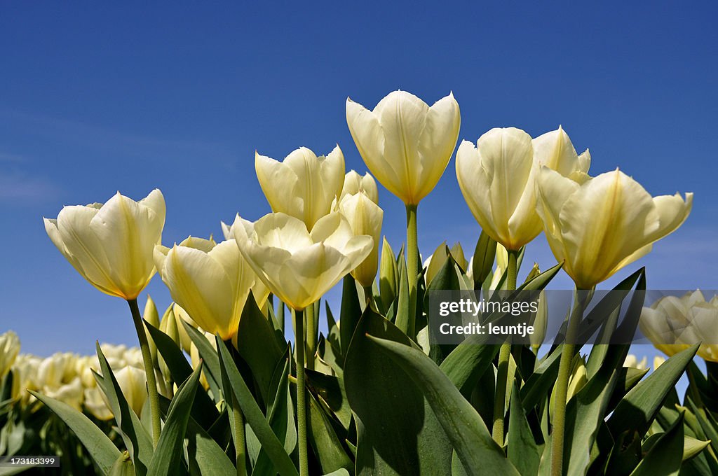 White tulips