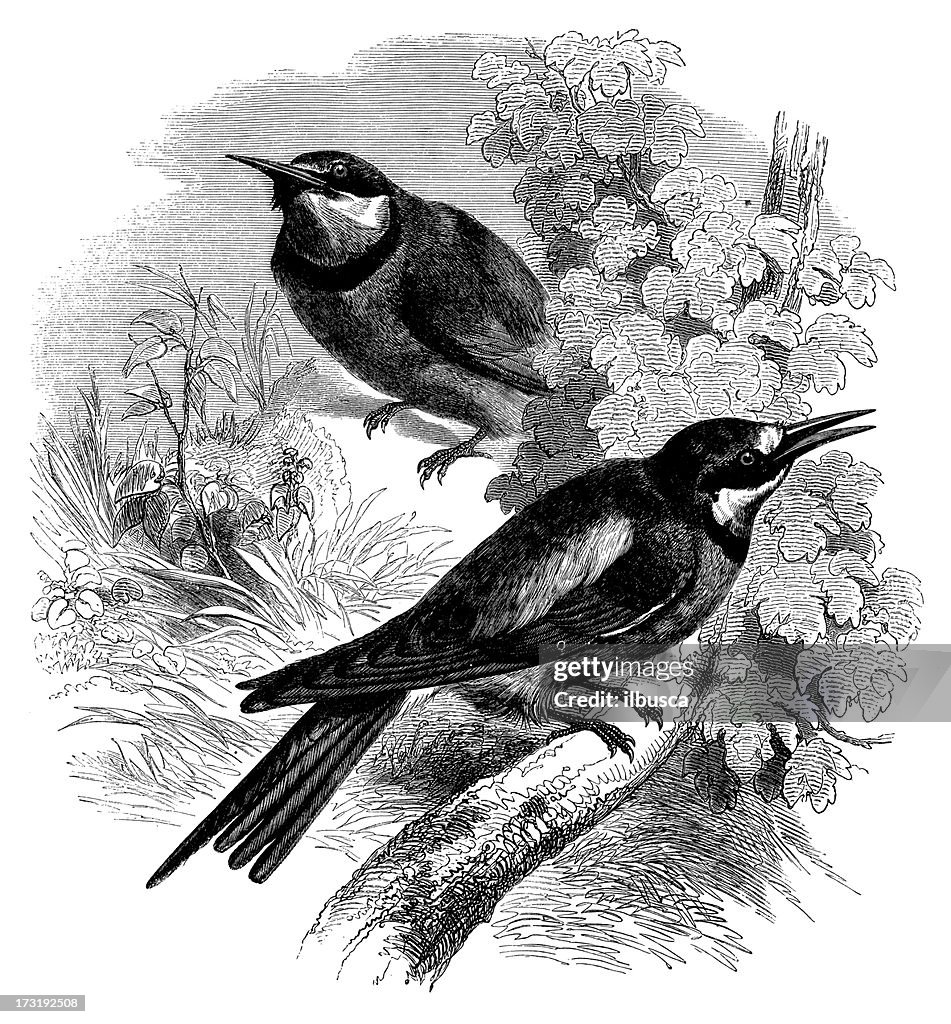 Antique illustration of Merops apiaster