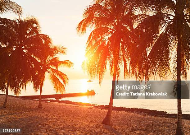tropical beach - cuba beach stock pictures, royalty-free photos & images