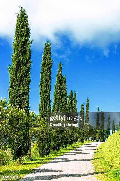 cypress trees in tuscany - italian cypress fotografías e imágenes de stock