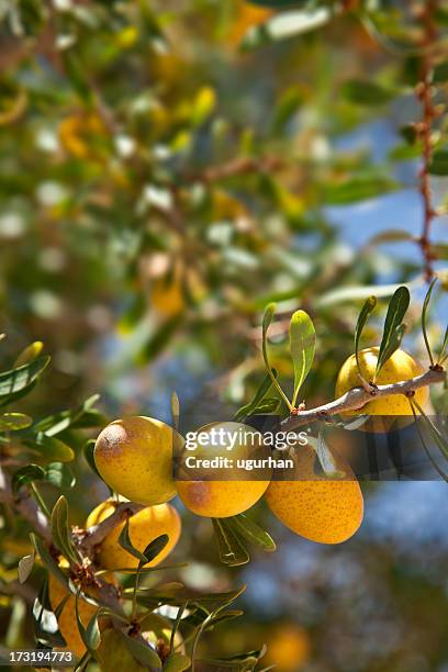 argan - argan oil stock pictures, royalty-free photos & images