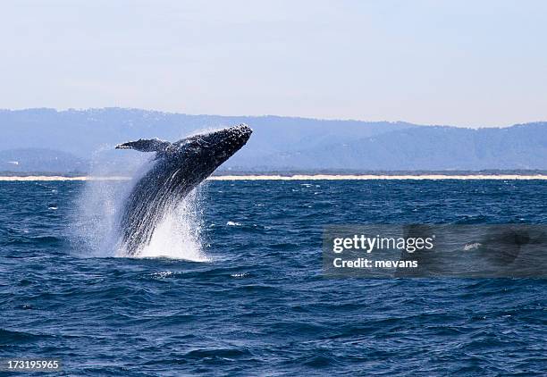 salto de baleia baleia-de-bossas - espécie ameaçada imagens e fotografias de stock