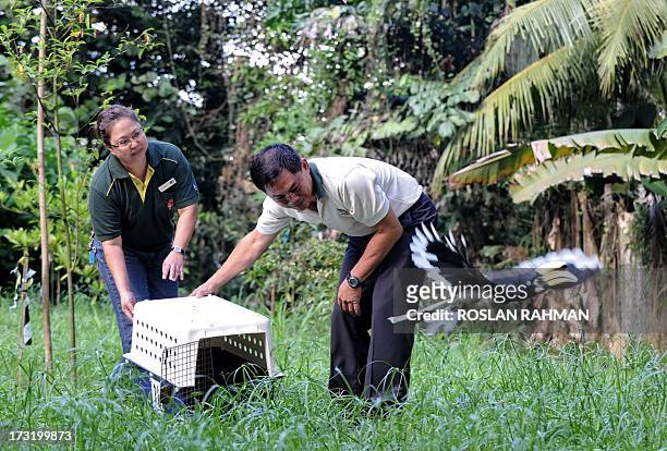 An Oriental Pied Hornbill flies after its release by Minerva Bongco-Nuqui , avian curator for Jurong Bird Park, and Wong Tuan Wah, director of...