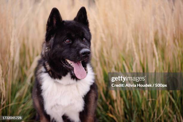 portrait of akita sticking out tongue while standing on grassy field,wisconsin,united states,usa - akita inu stock pictures, royalty-free photos & images