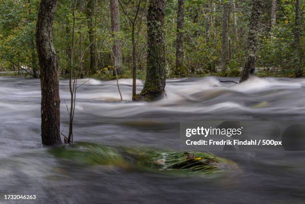 scenic view of river flowing in forest - vätska stock pictures, royalty-free photos & images