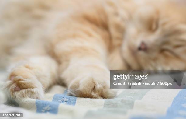 close-up of cat sleeping - vänskap stock pictures, royalty-free photos & images