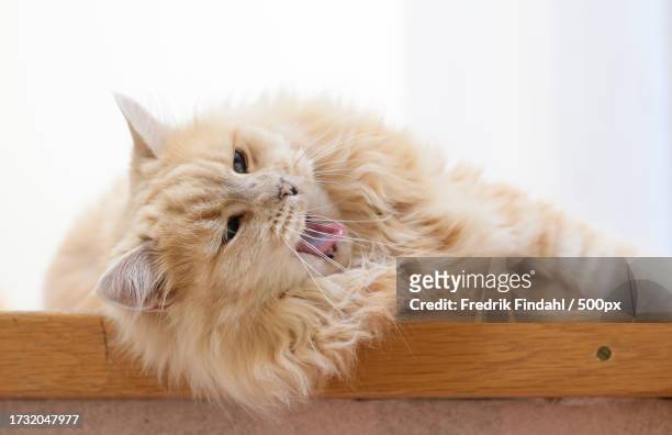 close-up of cat relaxing on chair - vänskap - fotografias e filmes do acervo