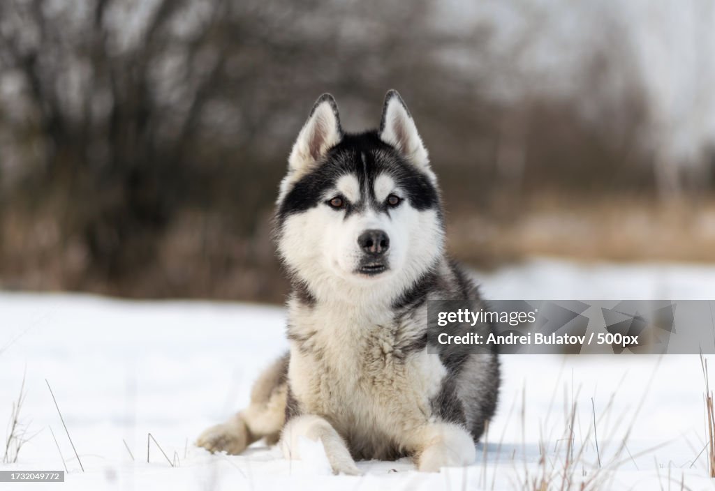 Portrait of sled purebred siberian husky sitting on snow covered field,Belarus