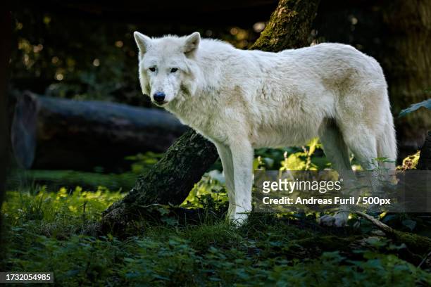 portrait of white gray arctic wolf standing on field - holzhintergrund stock pictures, royalty-free photos & images