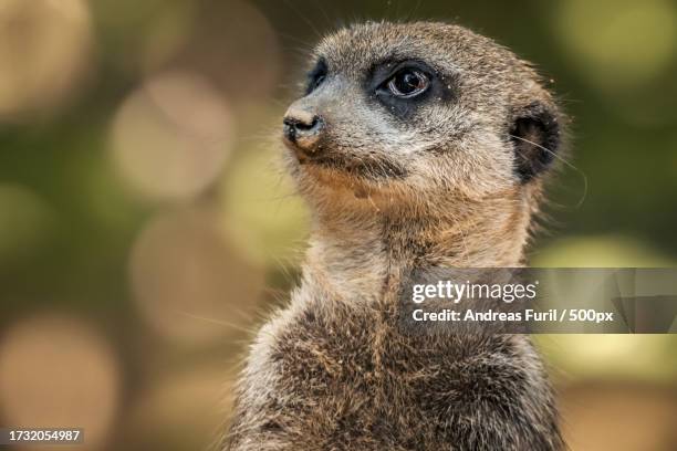 close-up of meerkat looking away - erdmännchen stock pictures, royalty-free photos & images