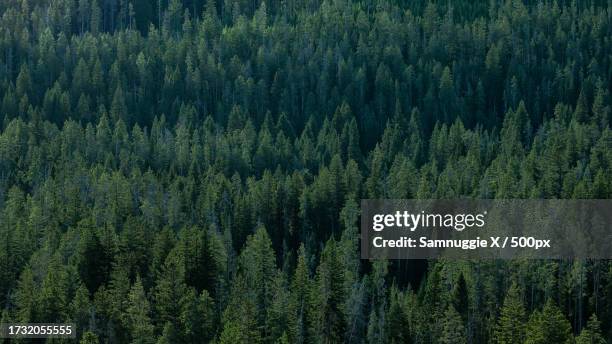 high angle view of pine trees in forest,yellowstone national park,wyoming,united states,usa - foggy forest stock pictures, royalty-free photos & images