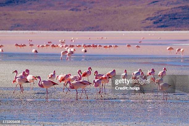 bandada de flamencos en salt planos en bolivia - bolivia fotografías e imágenes de stock