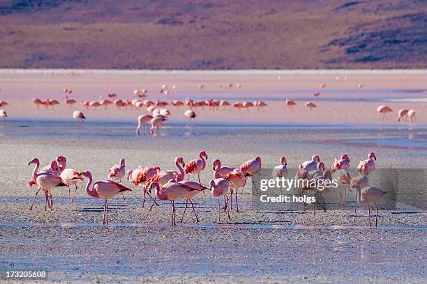 flock of flamingos at salt flats in bolivia - salt flat 個照片及圖片檔