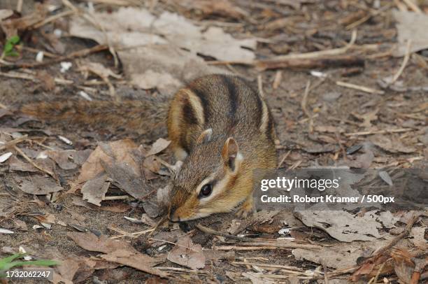 high angle view of squirrel on field,chicago,illinois,united states,usa - chicago sweets stock pictures, royalty-free photos & images