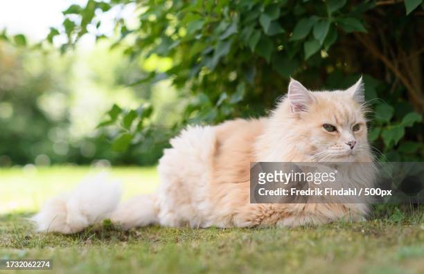 close-up of cat on grass - vänskap stock pictures, royalty-free photos & images