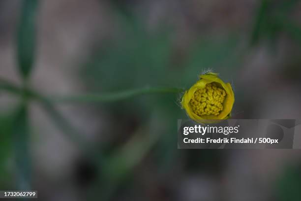 close-up of yellow flower - blomma stock pictures, royalty-free photos & images