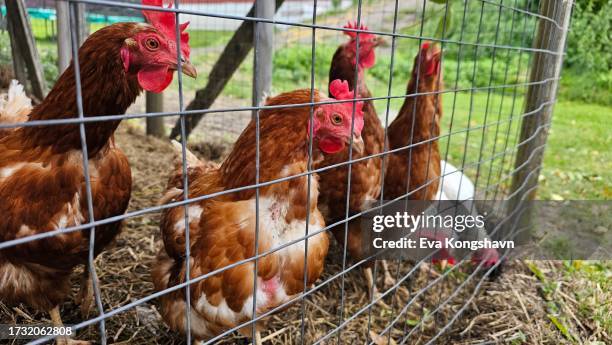 a cage full of hens - hem stock pictures, royalty-free photos & images