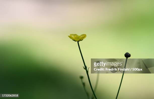 close-up of flowering plant against sky - blomma stock pictures, royalty-free photos & images
