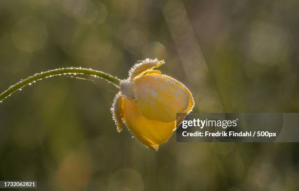 close-up of wet plant - blomma stock pictures, royalty-free photos & images