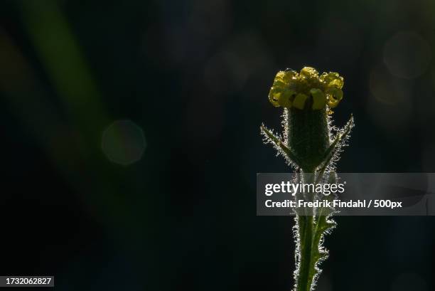 close-up of plant - blomma stock pictures, royalty-free photos & images