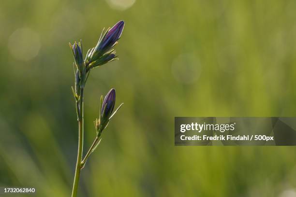 close-up of flower buds - blomma stock pictures, royalty-free photos & images