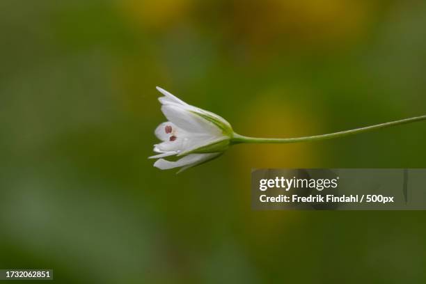 close-up of white flowering plant - blomma stock pictures, royalty-free photos & images